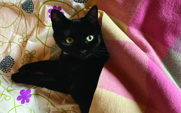 Uist Cat Rescue two year anniversary