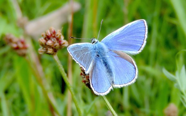 Hebridean Naturalist