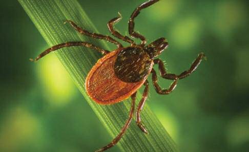 Lyme Disease warning