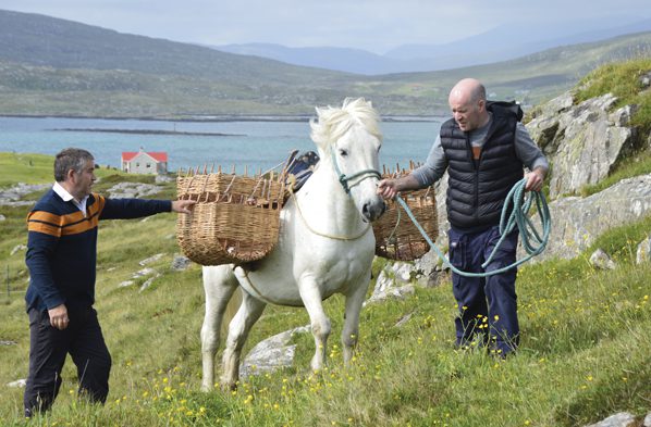 Michaelmas ponies