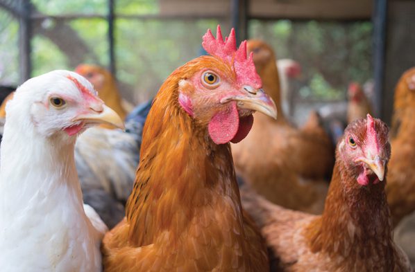 Avian Flu confirmed on the Westside of Lewis