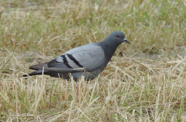 Hebridean Naturalist