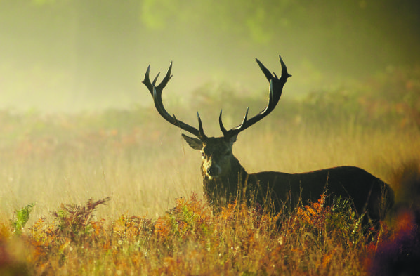 Deer in the headlights