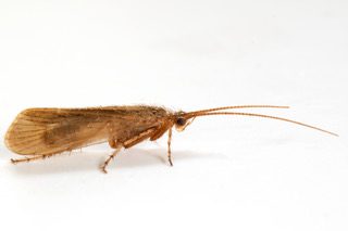 limnephilus pati (caddisfly)