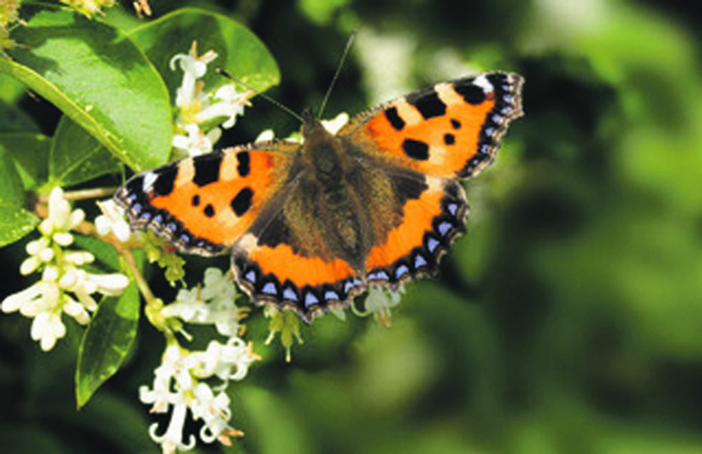 small tortoiseshell butterfly 